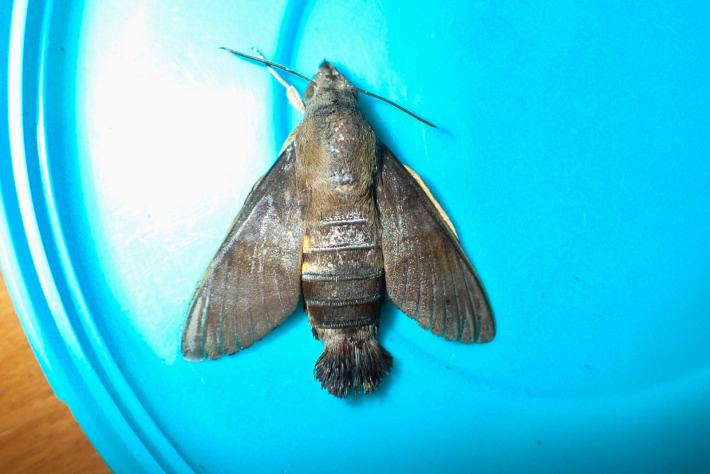 Unrecorded hawk-moth recorded on Desroches