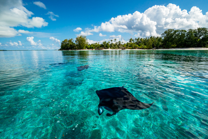 Seychelles celebrates milestone in manta ray conservation with 500th identification