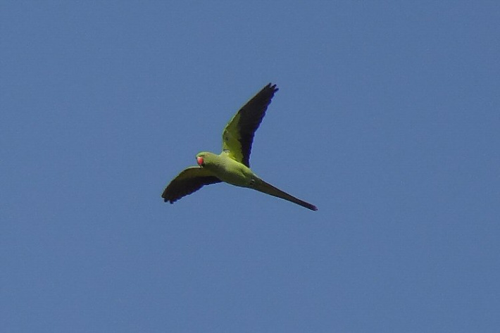 The RaCE for Aldabra’s future