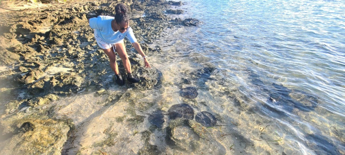 Île Plate in focus: A year of progress with ICS