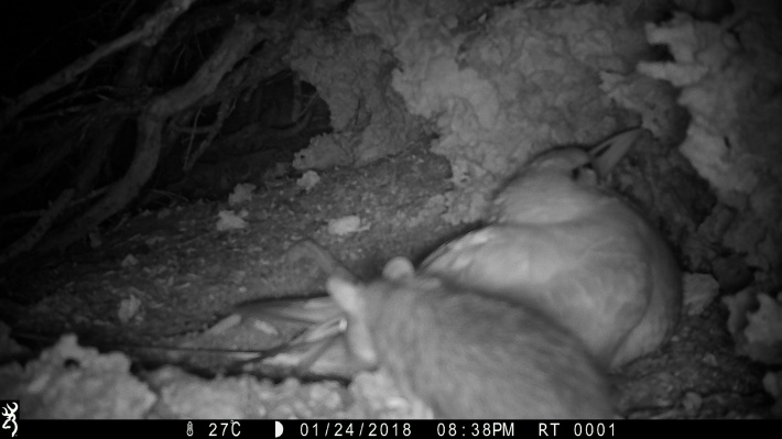 The RaCE for Aldabra’s future (part II)