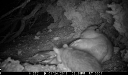 The RaCE for Aldabra’s future (part II)