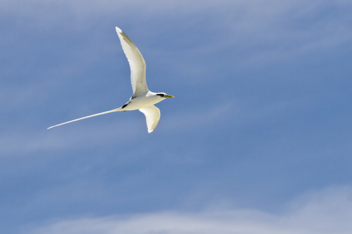 The RaCE for Aldabra’s future (Part IV)