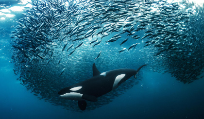 High Seas Treaty to enter into force in January