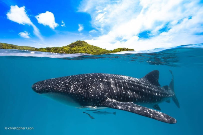Whale Shark Season in Seychelles