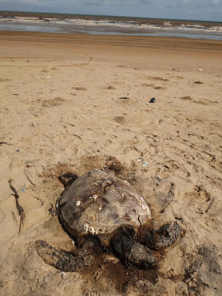Seychelles hawksbill’s journey to Kenya surprises scientists