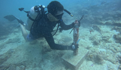 Decoding bull shark behaviour in Seychelles’ coastal waters