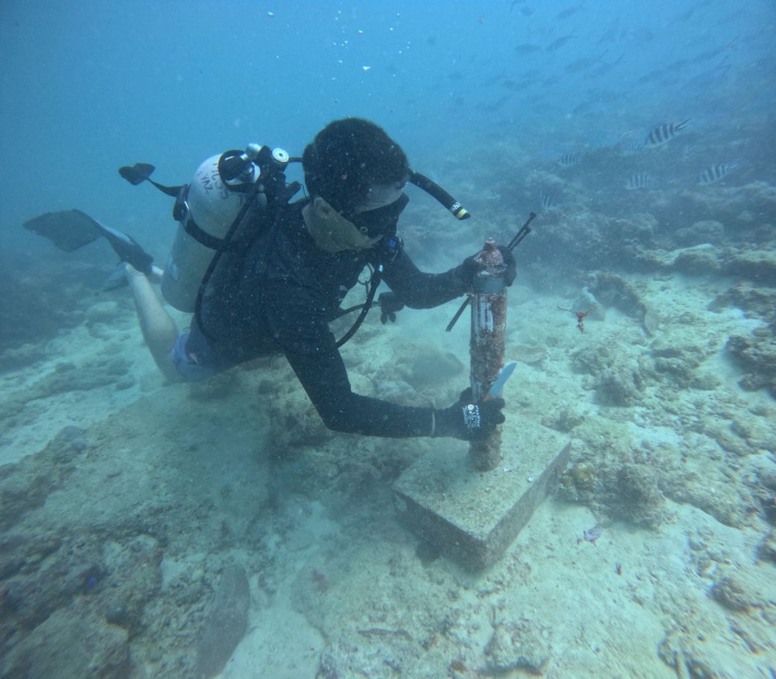Decoding bull shark behaviour in Seychelles’ coastal waters