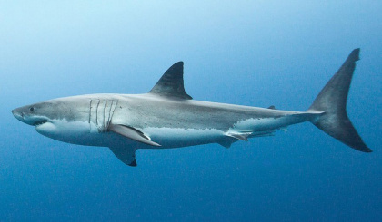 Historic global win for sharks and rays as new trade limits take effect