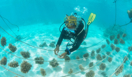 Regional United Nations Development Programme Coral Reef Restoration Project