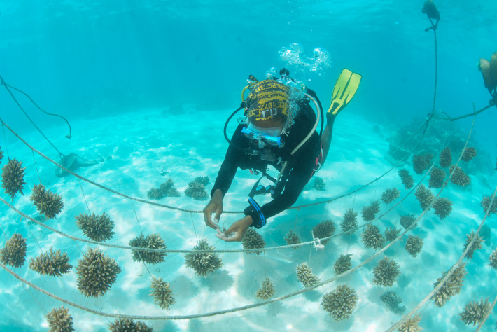 Regional United Nations Development Programme Coral Reef Restoration Project