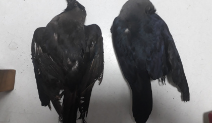 Environment department steps up efforts to eradicate invasive Indian house crow
