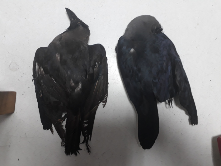Environment department steps up efforts to eradicate invasive Indian house crow