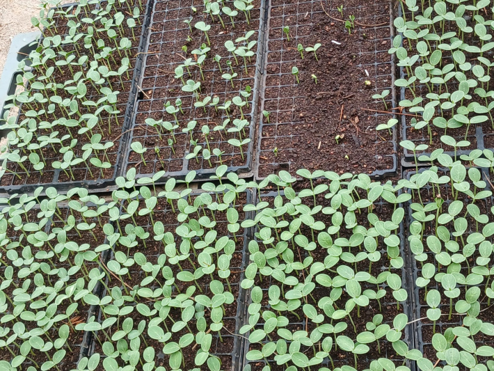 En rankont avek en fermye lo Praslin