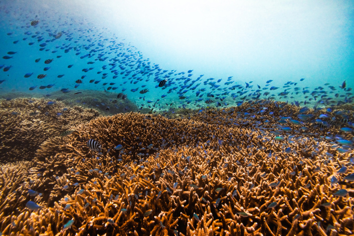 Pioneering coral breeding lab opens, boosting reef regeneration efforts