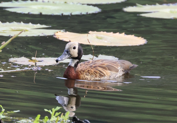 East meets west at Intendance