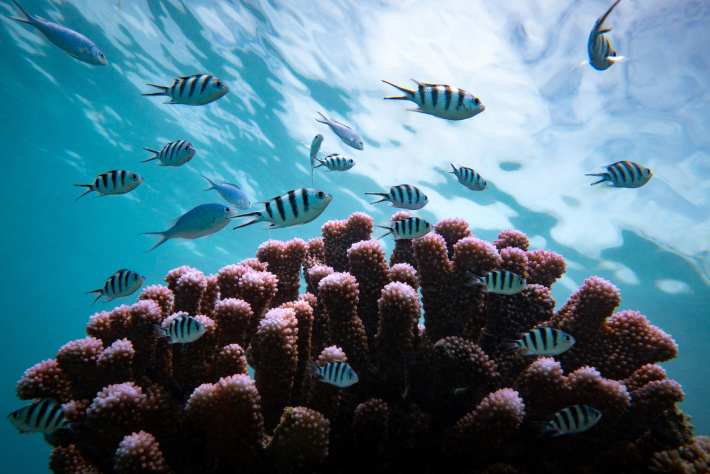 From frontline to global spotlight: Economist Impact features Nature Seychelles’ coral restoration