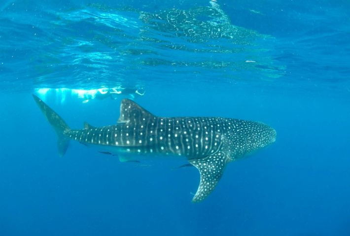 Whale shark photographed in both Madagascar and Seychelles