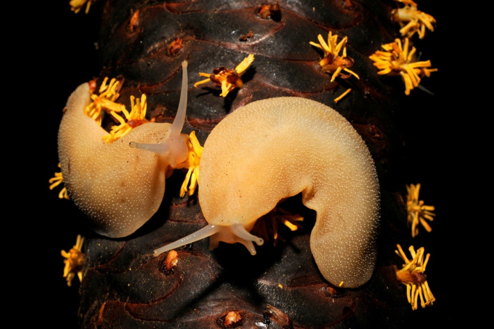 International Mollusc of the Year 2026