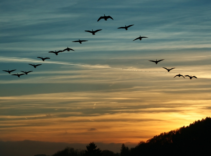 World Migratory Bird Day