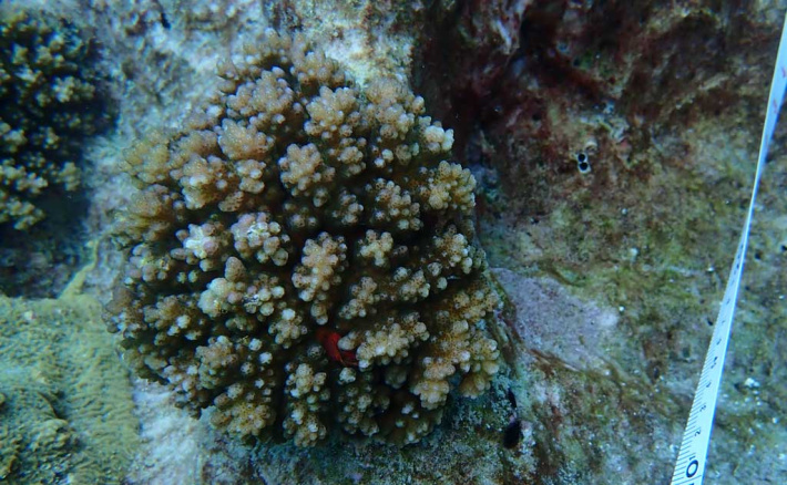 Sounds fishy, right? Artificial Intelligence meets reef restoration