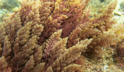 Seychelles seaweed: A clean future for aquaculture