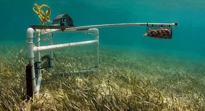 Research proves abundance of reef fish across monsoon seasons at Frégate Island in Seychelles