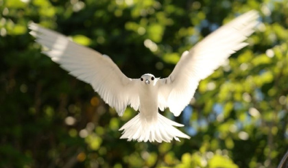 Aride Island: Exeter students share lessons from life on a living laboratory