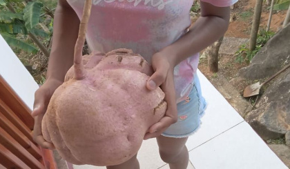 11kg sweet potato stuns growers in Le Jardin du Roi