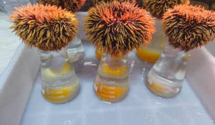 Collector sea urchin: A new opportunity for Seychelles aquaculture