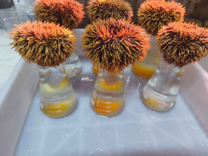 Collector sea urchin: A new opportunity for Seychelles aquaculture
