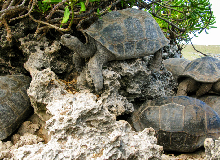 Aldabra’s giant tortoises number 180,000