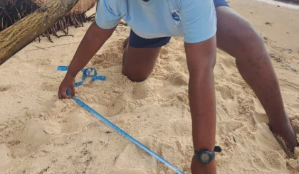 Hawksbill Turtle Nesting Season Underway on Ile Plate