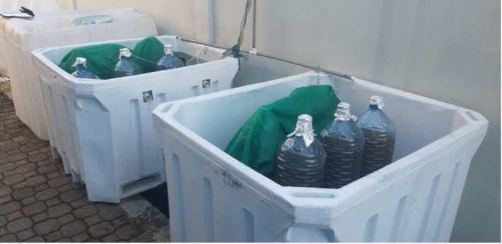 Sunlight and seawater: Rethinking algae cultivation  For decades, hatcheries around the world had relied on these microscopic plants. They were the first food for fish larvae, supplying proteins, lipids, and vitamins that no artificial substitute could re