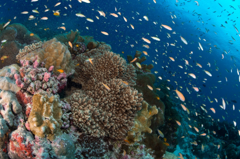 New research reveals Aldabra’s’ coral reef resilience and recovery ...