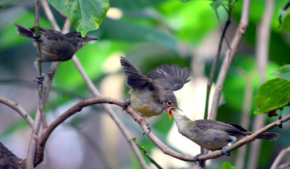 ‘Babysitters’ provide boost to offspring of elderly birds, Seychelles ...